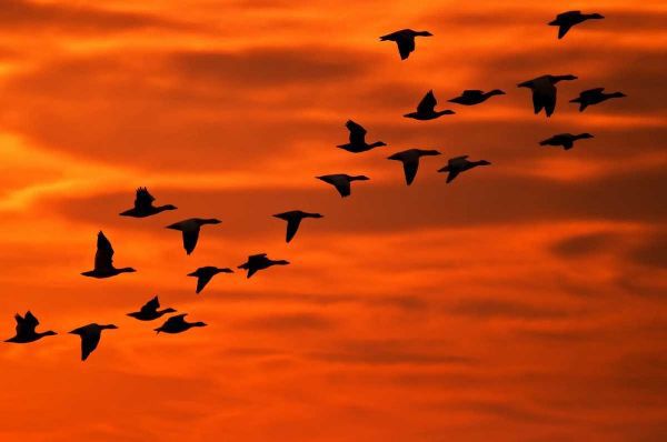 NJ, Cape May Flying birds silhouetted at sunrise